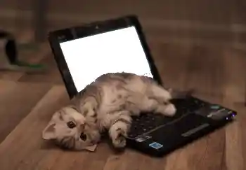 Εφέ φωτογραφιών στην κατηγορία Διαφορετικές № 101158