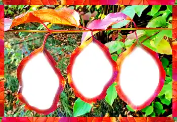 Εφέ φωτογραφιών στην κατηγορία Διαφορετικές № 102598