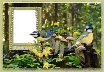 Εφέ φωτογραφιών στην κατηγορία Διαφορετικές № 102602