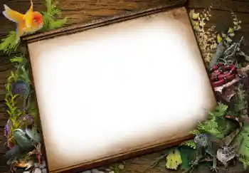 Εφέ φωτογραφιών στην κατηγορία Διαφορετικές № 113139