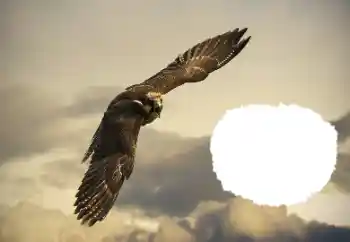 Εφέ φωτογραφιών στην κατηγορία Διαφορετικές № 114515