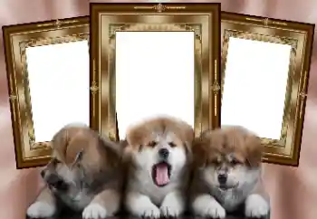 Εφέ φωτογραφιών στην κατηγορία Διαφορετικές № 130156