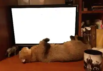 Εφέ φωτογραφιών στην κατηγορία Διαφορετικές № 141110 Εφέ φωτογραφιών στην κατηγορία Διαφορετικές № 141110