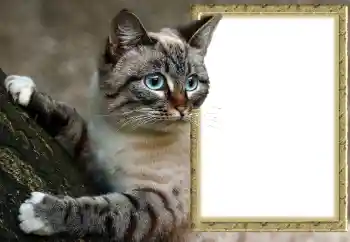 Εφέ φωτογραφιών στην κατηγορία Διαφορετικές № 145118 Εφέ φωτογραφιών στην κατηγορία Διαφορετικές № 145118