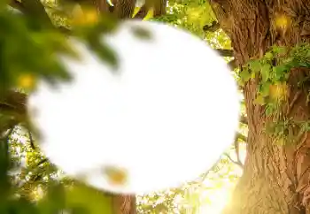 Εφέ φωτογραφιών στην κατηγορία Διαφορετικές № 157231