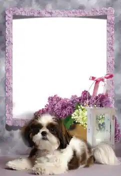 Εφέ φωτογραφιών στην κατηγορία Διαφορετικές № 169260