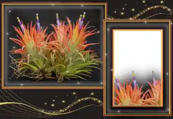 Εφέ φωτογραφιών στην κατηγορία Διαφορετικές № 169299