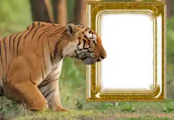 Εφέ φωτογραφιών στην κατηγορία Διαφορετικές № 176575