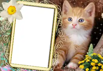 Εφέ φωτογραφιών στην κατηγορία Διαφορετικές № 1842