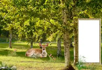 Εφέ φωτογραφιών στην κατηγορία Διαφορετικές № 187041 Εφέ φωτογραφιών στην κατηγορία Διαφορετικές № 187041