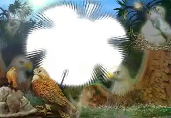 Εφέ φωτογραφιών στην κατηγορία Διαφορετικές № 22183