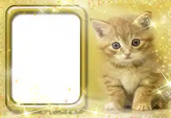 Εφέ φωτογραφιών στην κατηγορία Διαφορετικές № 3412