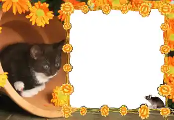 Εφέ φωτογραφιών στην κατηγορία Διαφορετικές № 36235