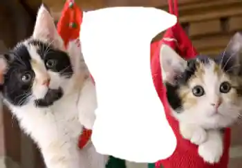 Εφέ φωτογραφιών στην κατηγορία Διαφορετικές № 37160