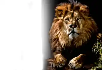 Εφέ φωτογραφιών στην κατηγορία Διαφορετικές № 37239