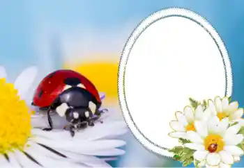 Εφέ φωτογραφιών στην κατηγορία Διαφορετικές № 40356