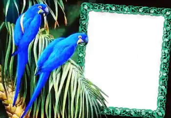 Εφέ φωτογραφιών στην κατηγορία Διαφορετικές № 60137