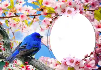 Εφέ φωτογραφιών στην κατηγορία Διαφορετικές № 60139