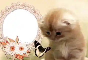 Εφέ φωτογραφιών στην κατηγορία Διαφορετικές № 60142