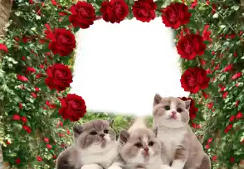 Εφέ φωτογραφιών στην κατηγορία Διαφορετικές № 60206