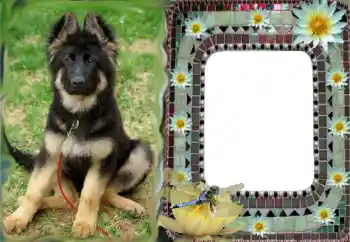 Εφέ φωτογραφιών στην κατηγορία Διαφορετικές № 68616