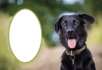 Εφέ φωτογραφιών στην κατηγορία Διαφορετικές № 68649