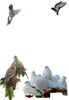 Εφέ φωτογραφιών στην κατηγορία Διαφορετικές № 81632