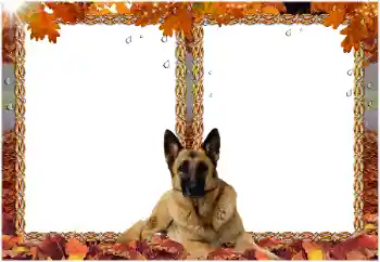 Εφέ φωτογραφιών στην κατηγορία Διαφορετικές № 8477