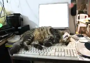 Εφέ φωτογραφιών στην κατηγορία Διαφορετικές № 93455