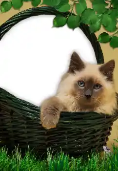 Εφέ φωτογραφιών στην κατηγορία Διαφορετικές № 9561