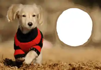 Η επιγραφή στην κορνίζα: Καλή Χρονιά!