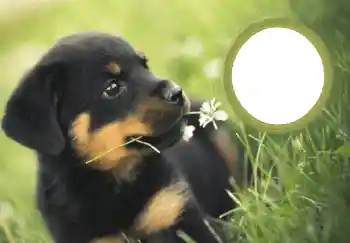 Η επιγραφή στην κορνίζα: Καλή Χρονιά!