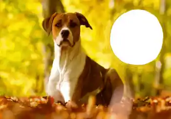 Εφέ φωτογραφιών στην κατηγορία Πρωτοχρονιάτικες κάρτες № 68757