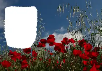 Εφέ φωτογραφιών στην κατηγορία Το καλοκαίρι № 114434