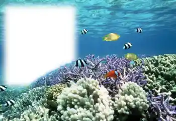 Εφέ φωτογραφιών στην κατηγορία Το καλοκαίρι № 121111 Εφέ φωτογραφιών στην κατηγορία Το καλοκαίρι № 121111