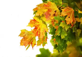 Εφέ φωτογραφιών στην κατηγορία Το φθινόπωρο № 114235