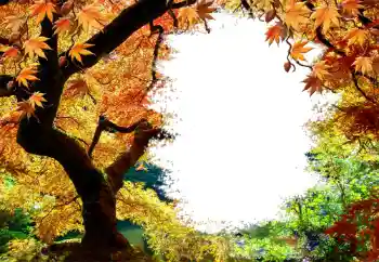 Εφέ φωτογραφιών στην κατηγορία Το φθινόπωρο № 127046