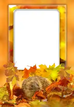 Εφέ φωτογραφιών στην κατηγορία Το φθινόπωρο № 168000