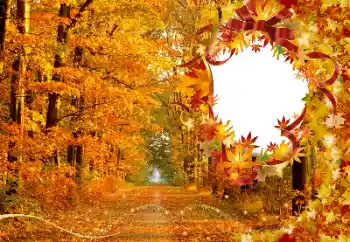 Εφέ φωτογραφιών στην κατηγορία Το φθινόπωρο № 174120