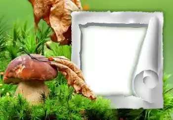 Εφέ φωτογραφιών στην κατηγορία Το φθινόπωρο № 34933