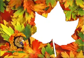 Εφέ φωτογραφιών στην κατηγορία Το φθινόπωρο № 60345