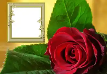 Εφέ φωτογραφιών στην κατηγορία Κορνίζες για φωτογραφίες γυναικών № 157088