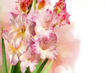 Εφέ φωτογραφιών στην κατηγορία Κορνίζες για φωτογραφίες γυναικών № 158438