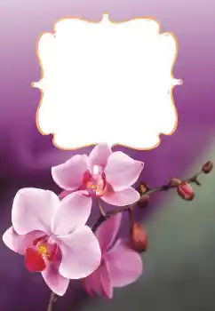 Εφέ φωτογραφιών στην κατηγορία Κορνίζες για φωτογραφίες γυναικών № 160699