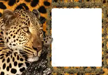 Εφέ φωτογραφιών στην κατηγορία Κορνίζες για φωτογραφίες γυναικών № 214