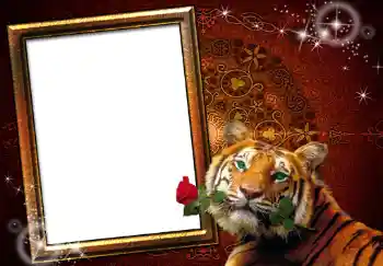 Εφέ φωτογραφιών στην κατηγορία Κορνίζες για φωτογραφίες γυναικών № 251