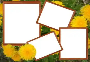 Εφέ φωτογραφιών στην κατηγορία Κορνίζες για φωτογραφίες γυναικών № 49448