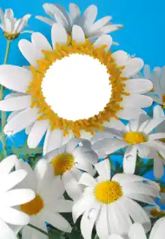 Εφέ φωτογραφιών στην κατηγορία Κορνίζες για φωτογραφίες γυναικών № 56606