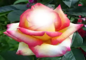 Εφέ φωτογραφιών στην κατηγορία Κορνίζες για φωτογραφίες γυναικών № 64187