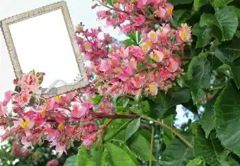 Εφέ φωτογραφιών στην κατηγορία Κορνίζες για φωτογραφίες γυναικών № 72109